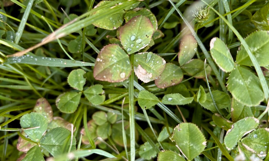 Boer & Spade 9F088E06 9B07 4B6D 99E0 1079A06503A4 1 201 A 1024x614